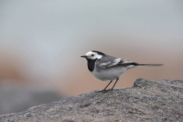 istock A white wagtail perched on a rock at the coast of Hundested Denmark. 1167136167
