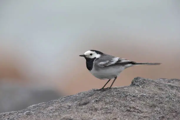 A white wagtail (Motacilla alba) perched on a rock at the coast of Hundested Denmark.