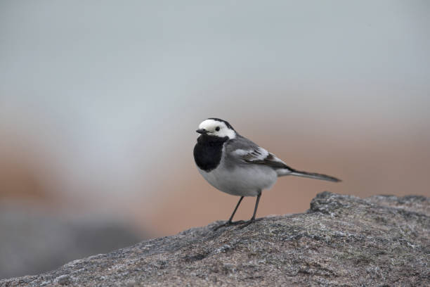 istock A white wagtail perched on a rock at the coast of Hundested Denmark. 1167136179