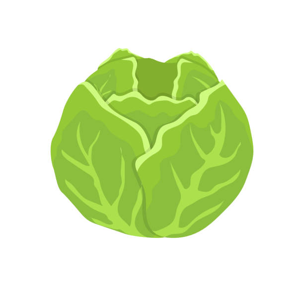 緑のキャベツヘッド漫画孤立ベクトルアイコン - head cabbage点のイラスト素材／クリ�ップアート素材／マンガ素材／アイコン素材