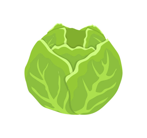 zielona głowa kapusty cartoon isolated vector ikona - head cabbage stock illustrations