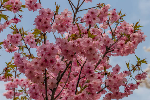 istock Blooming of cherry followers 1167137056
