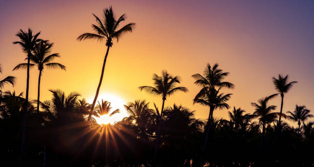 istock Palm trees silhouette at sunset on tropical island with sunrays 1167137165