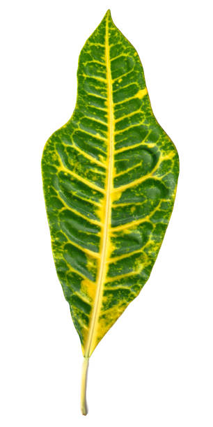 istock green leaves on white background 1167138151