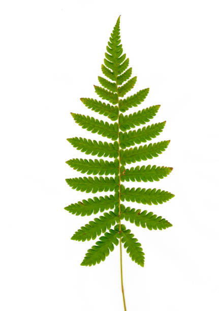 istock green leaves on white background 1167138179