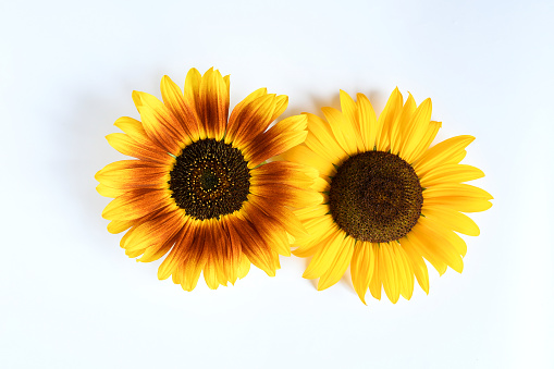 Top view close up beautiful big single sunflower cutting on white background with brown pollen and yellow petals.