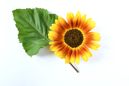 Top view close up beautiful big sunflower cutting on white background with brown pollen and three colors petals in red orange yellow ,top on green leaf . yellow flower concept.