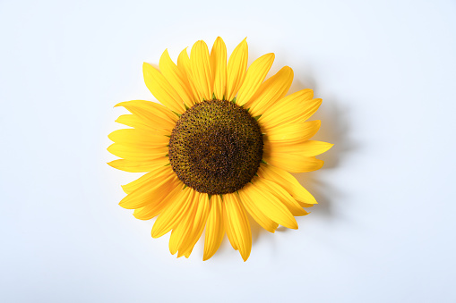 Top view close up beautiful big single sunflower cutting on white background with brown pollen and yellow petals.