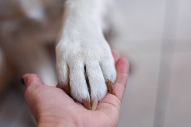 istock Dog's paw and a hand 1167142918