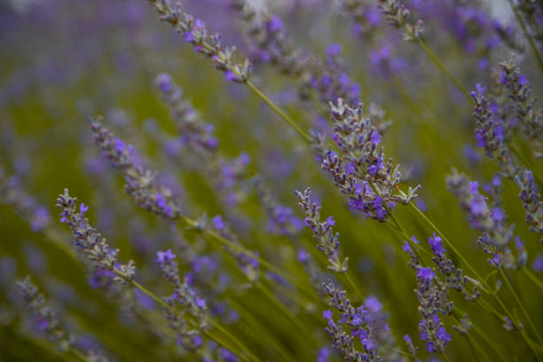 istock Lavender field in Brihuega, Guadalajara. 1167143045