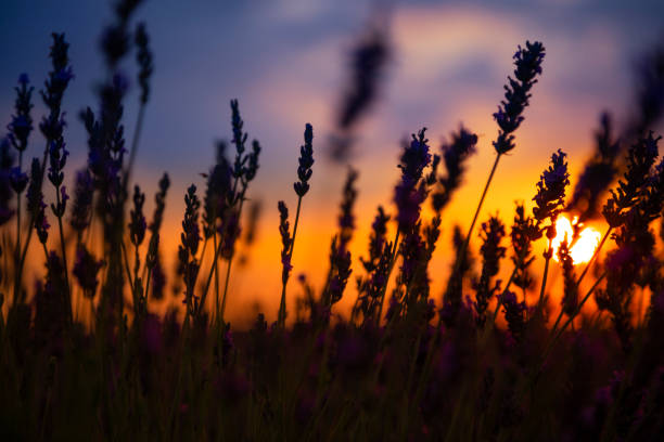 istock Silhouette in a lavender field in sunset 1167143093
