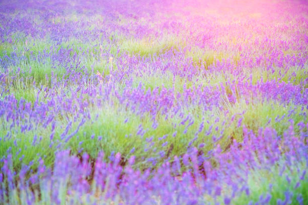 Lavender field in a beautiful sunset