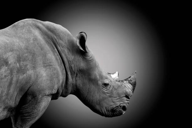 istock white rhino isolated on dark background - clipping paths. 1167143903