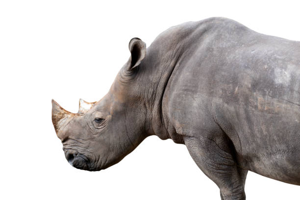 istock white rhino isolated on white background - clipping paths. 1167143908