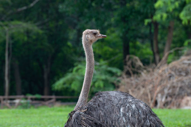 istock close - up of a head ostrich. 1167143960