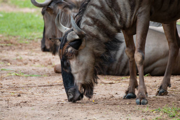 istock close-up of a blue wildebeests 1167144009