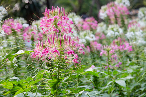 istock Cleome flower (spider- flower) in the garden. 1167144080