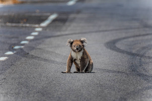 koala sentado en medio de la carretera - protección de fauna salvaje fotografías e imágenes de stock