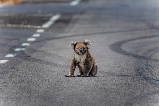 A Koala sits in the middle of the road surrounded by tyre skid marks
