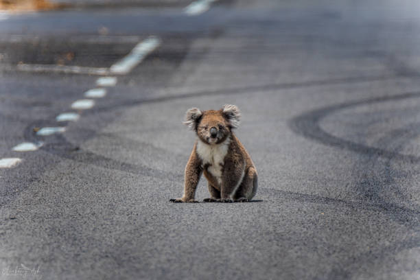 Koala sitting in the middle of the road A Koala sits in the middle of the road surrounded by tyre skid marks marsupial photos stock pictures, royalty-free photos & images