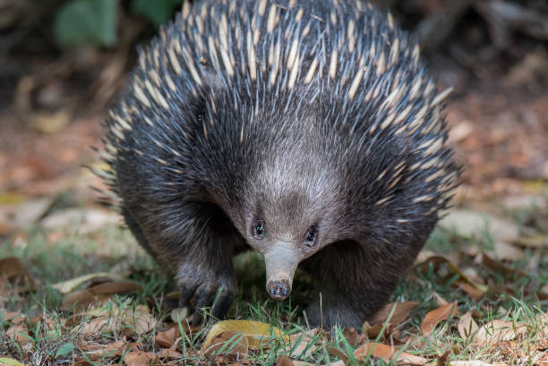 istock Short-beaked Echidna Tachyglossus aculeatus 1167145290
