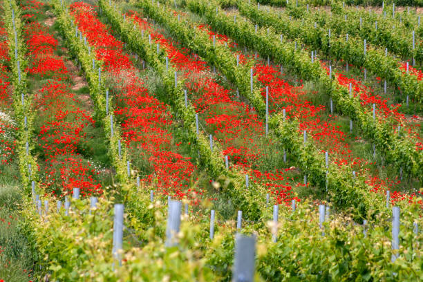 istock Poppies in Rioja Alavesa vineyard 1167146368