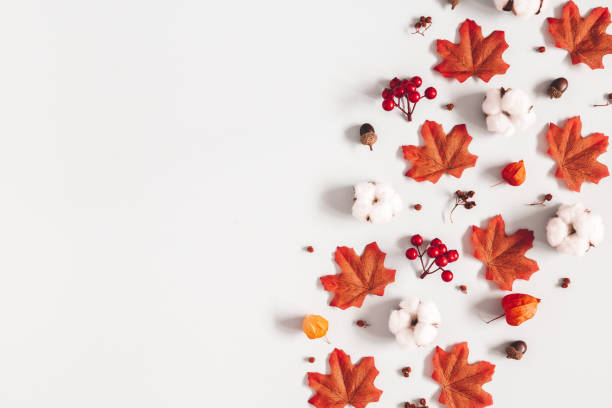 istock Autumn composition. Pattern made of flowers, maple leaves on gray background. Autumn, fall, thanksgiving day concept. Flat lay, top view, copy space 1167146434