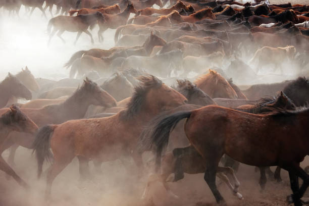 istock herd of wild horses in nature 1167146693