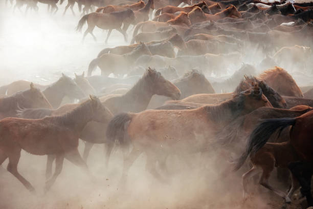 istock herd of wild horses in nature 1167146703