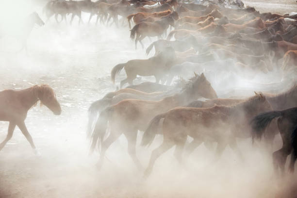 istock herd of wild horses in nature 1167147465