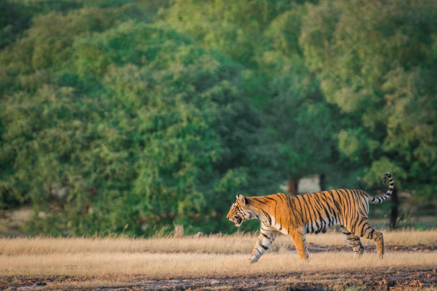 istock An angry looking female bengal tiger charging over prey with expression in a green background in post monsoon season at Ranthambore tiger reserve, rajasthan, India 1167149731
