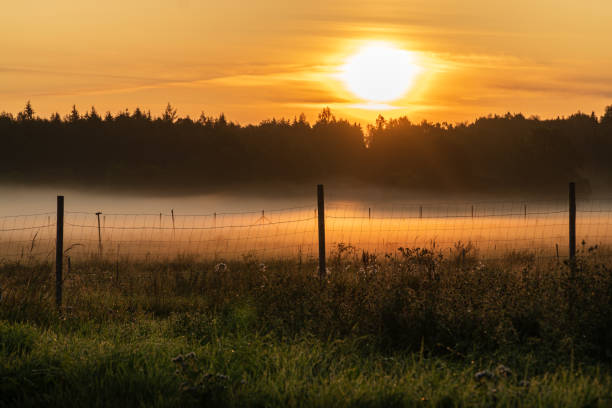 istock Sunrise scene in rural area with meadows and forest 1167149750