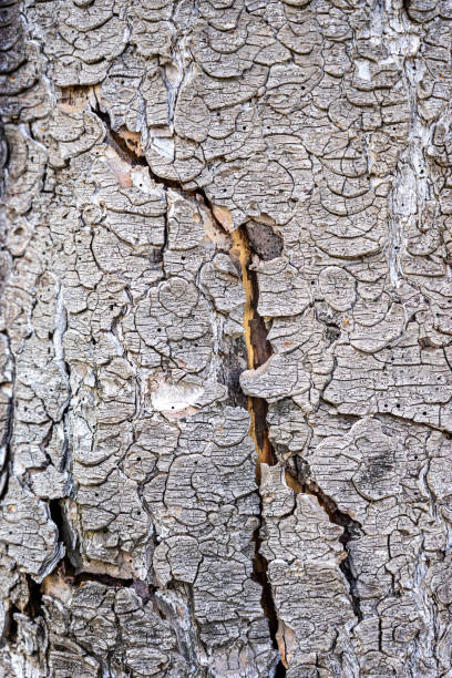 istock Old Grunge Wooden Background Texture 1167150664
