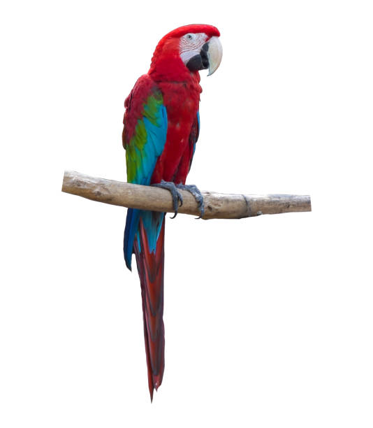 istock Blue and red macaw parrots on branch isolated on white background 1167150878