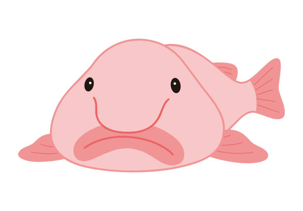 ilustraciones, imágenes clip art, dibujos animados e iconos de stock de blobfish nyudoukadica deep sea fish character vector illustration - deep sea diving illustrations