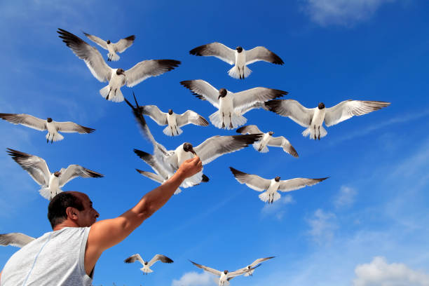 Close up man feeding flock of seagulls flying over blue sunny sky