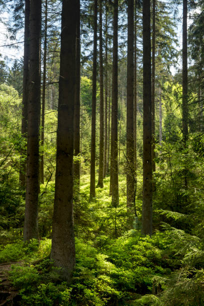 Coniferous trees in native forest stock photo