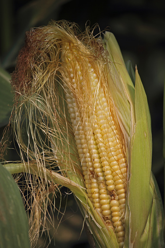 Maize corns zea mays var amylacea, Maharashtra, India