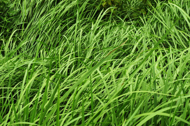 istock Green grass bush leaves lean in the wind 1167152869