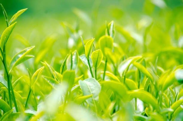 bocciolo di tè e foglie - spring bud horizontal color image foto e immagini stock