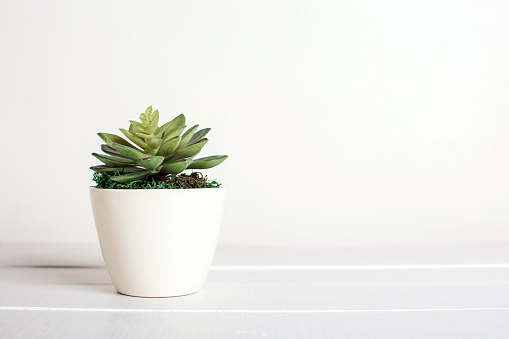 Succulent in a pot on a white background