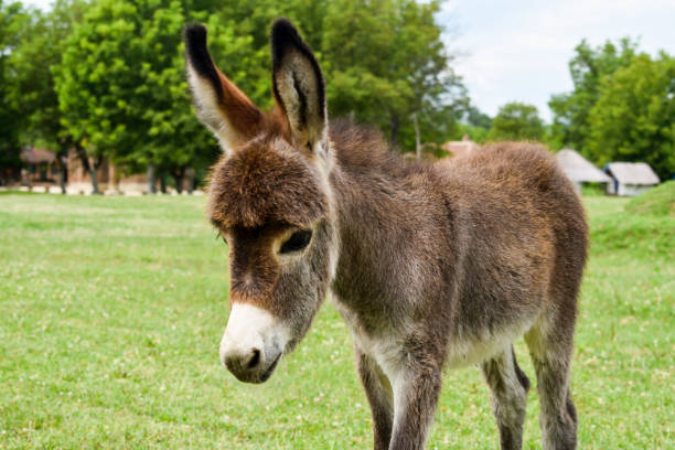 istock Baby donkey standing on field. 1167154213