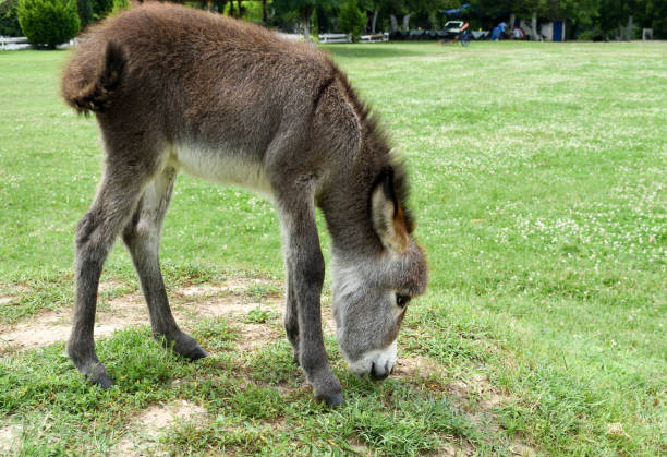 istock Baby donkey standing on field. 1167154427
