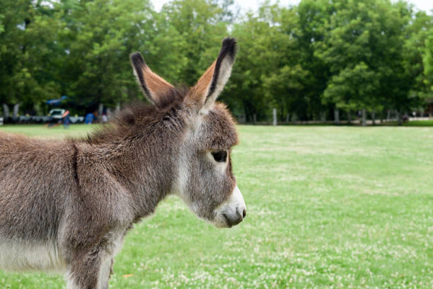 istock Baby donkey standing on field. 1167154537