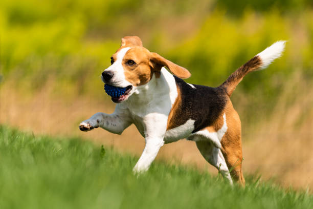 istock Beagle dog runs through green meadow with a ball 1167154550