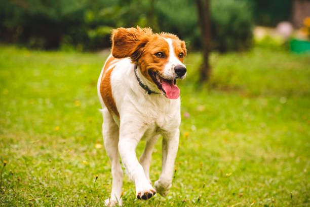 istock Breton spaniel puppy running towards camera 1167155684