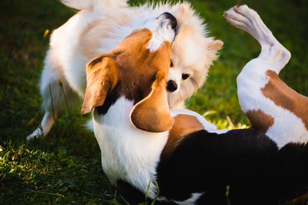 istock Beagle dog with white pomeranian spitz playing on a green grass 1167155842