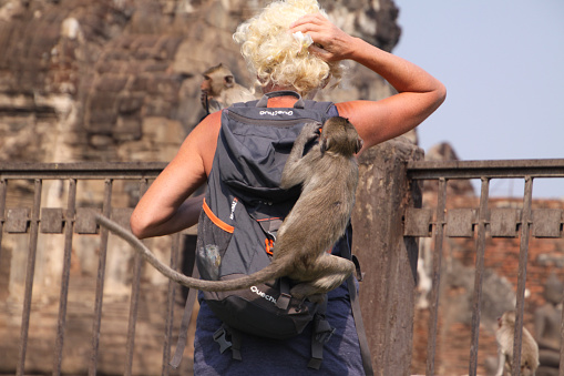Lopburi, Thailand - January 7. 2019: Tourist Woman attacked by monkeys stealing her sunglasses