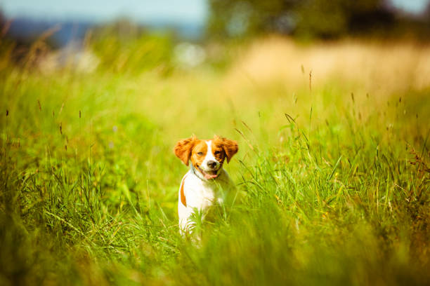 Cute Springer Spaniel pup playing in the garden
