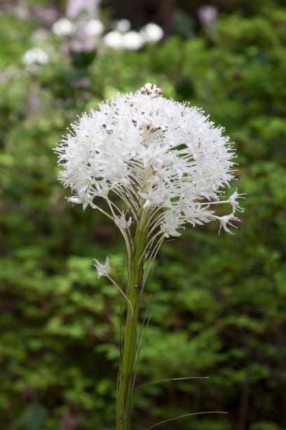 istock Beargrass flower in a rainforest 1167156904